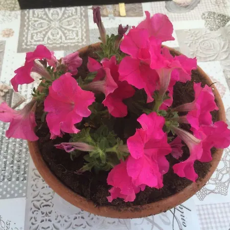 Il Mulino Bed & Breakfast *