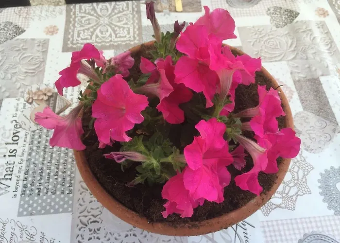 Il Mulino Bed & Breakfast *